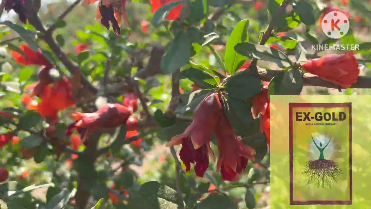 Unbelievable flowering setting in pomegranate ( Devjibhai, Halvad )