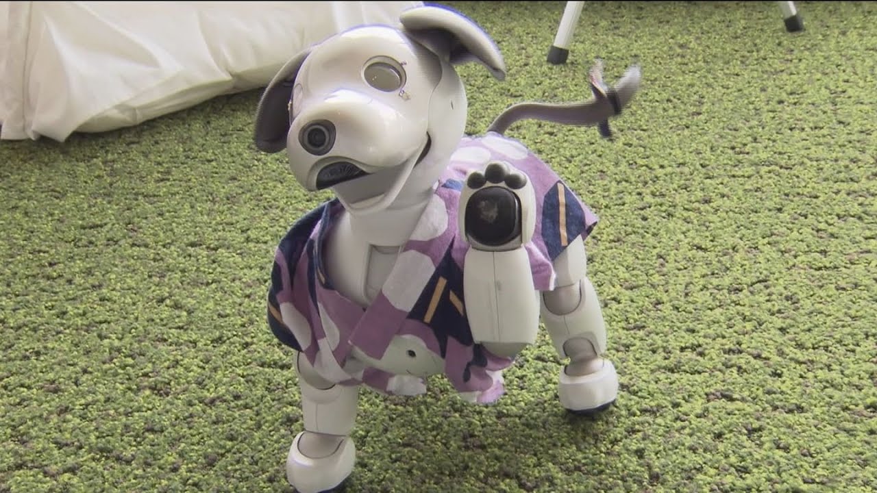 宿泊客を出迎えるのは犬型ロボット「aibo」　全国で唯一の生産工場がある幸田町の旅館が客室をリニューアル　室内には犬小屋をモチーフにした充電スペースも　愛知　