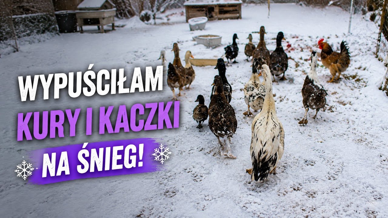Wypuszczam kury, kaczki na śnieg🥶🐓🦃