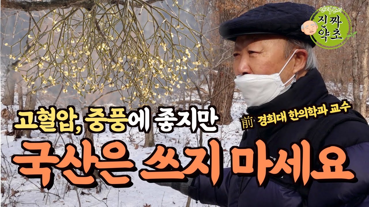 나무 꼭대기에서만 자라는 겨우살이를 직접 찾아보았습니다