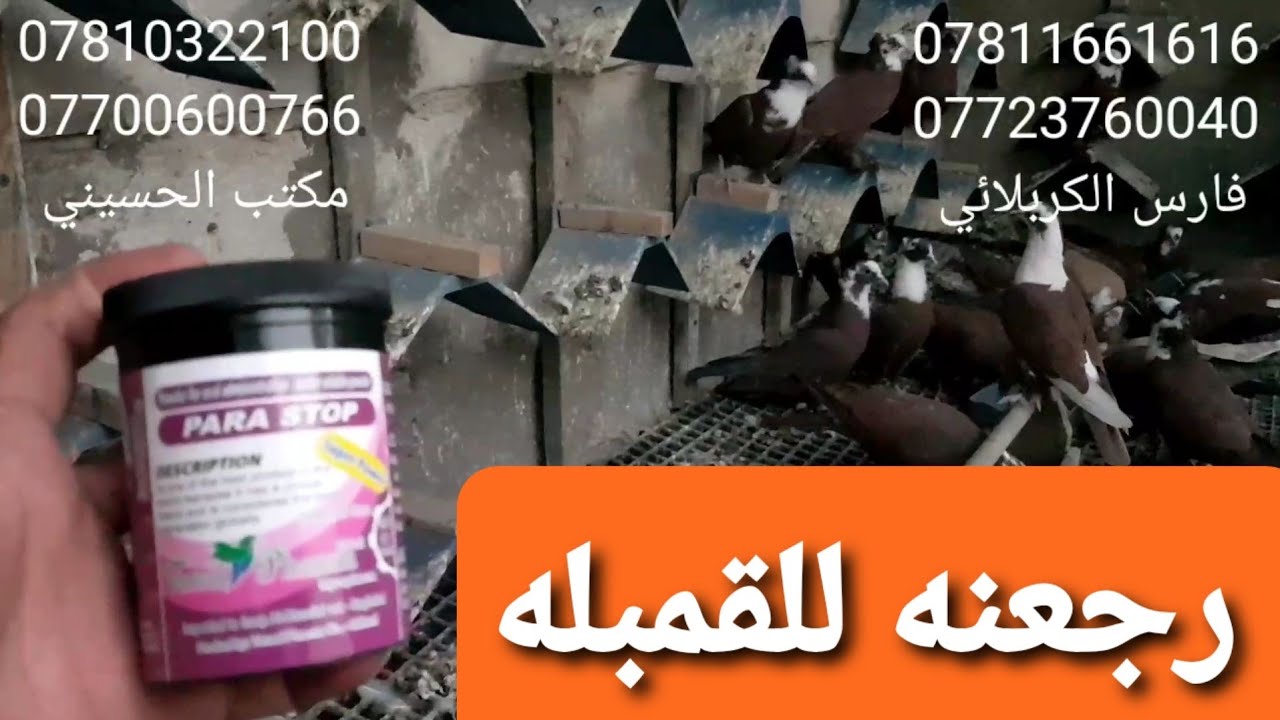 يوميات سطح فارس الكربلائي تعالو شوفو الطركاعه شيسوي