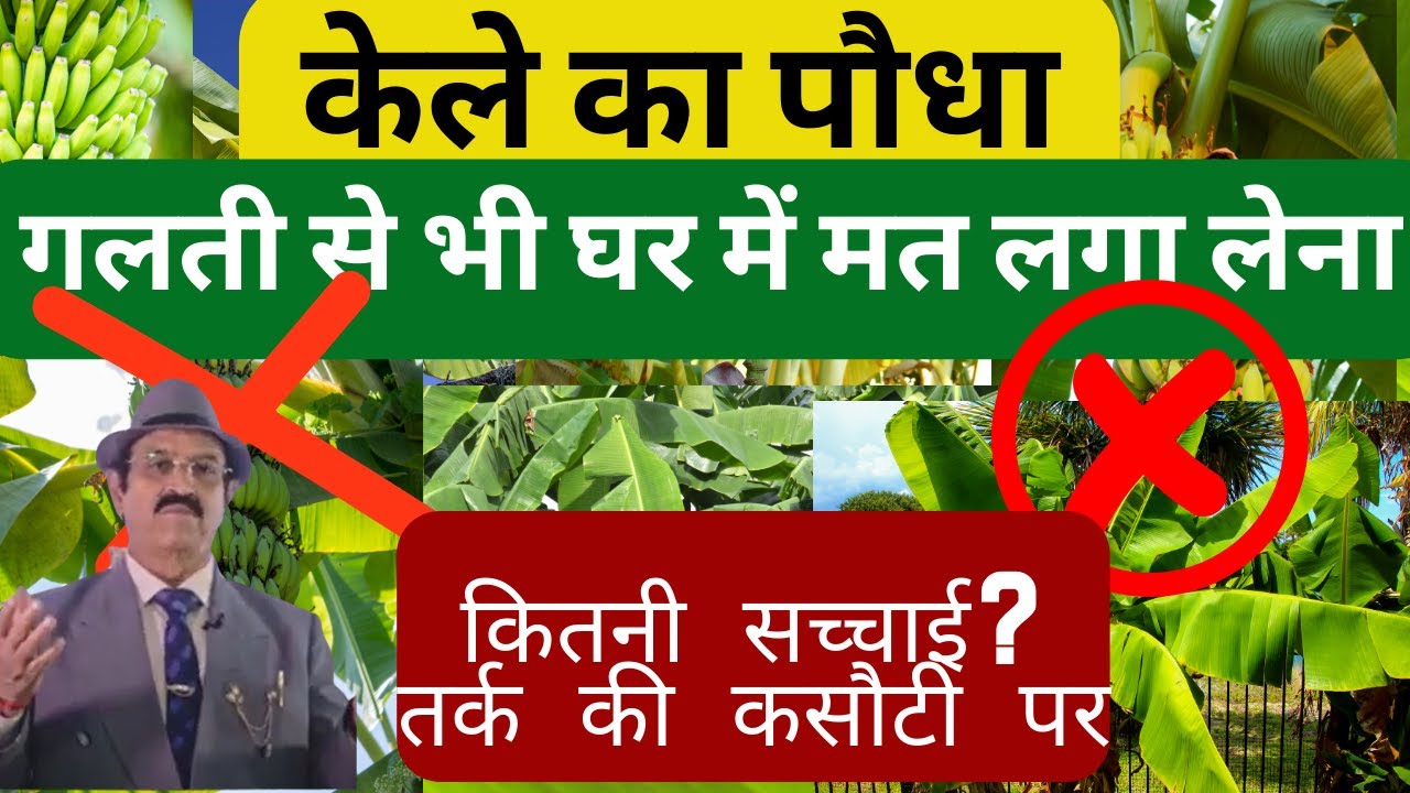 एक पौधा रातों-रात बदल दे किस्मत banana plant benefits, should I have banana plant in my house, Vastu