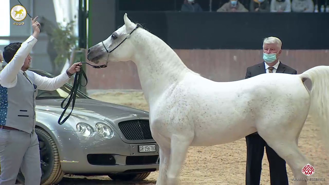 N 71 MH MAARBIEL   Straight Egyptian World Championship 2020   Stallions 4+ Years Old Class 7C