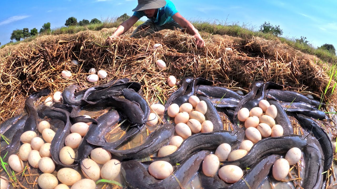 Best Hand Fishing, catch a lot of fish in flowing water and pick duck eggs in rice field