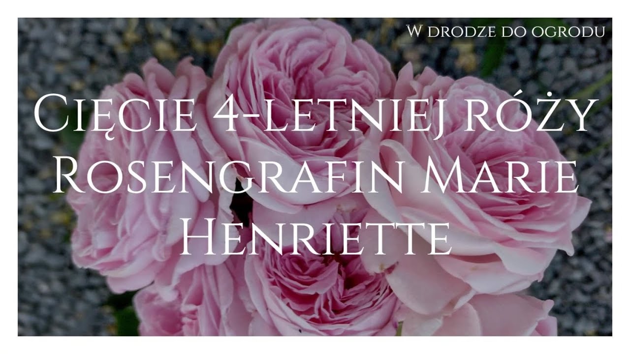 Cięcie 4 letniej róży Rosengrafin Marie Henriette