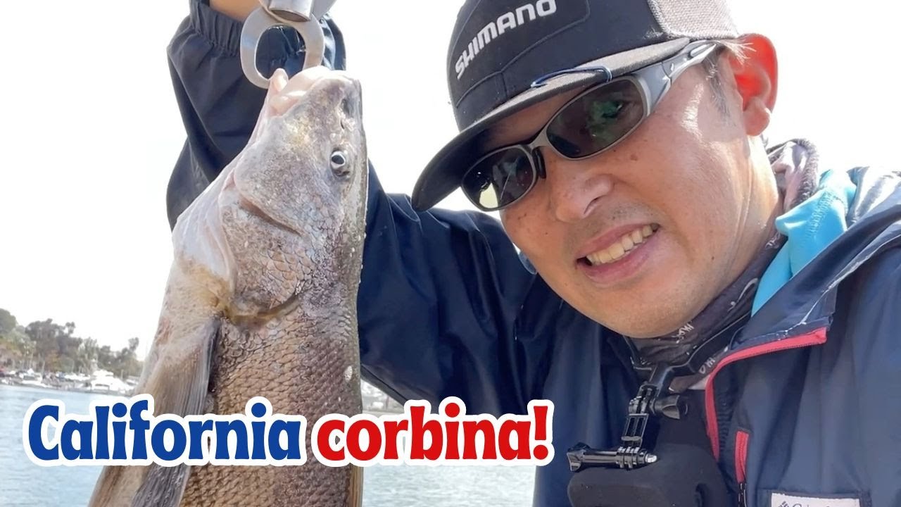 One Jig Head, Three Species – How Japanese Anglers Fish the Jackall Rhythm Wave