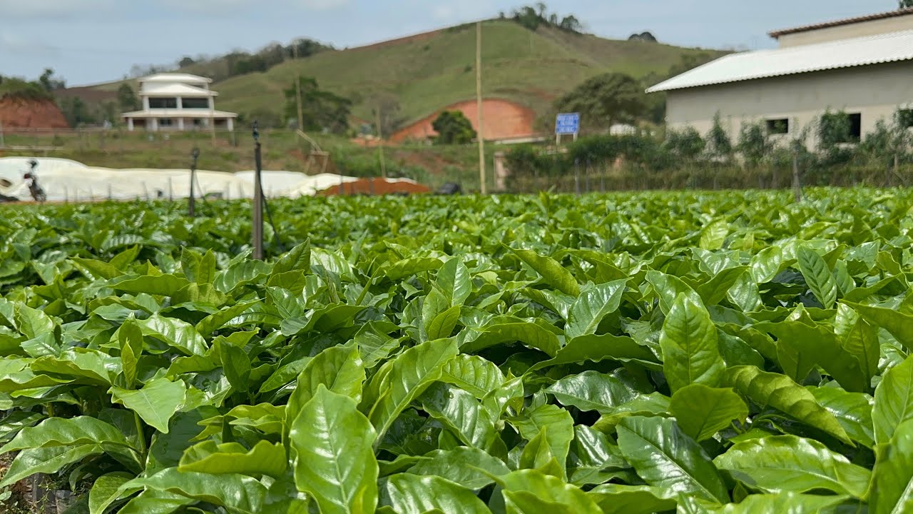 MUDAS DE CAFÉ ARÁBICA DE ALTA QUALIDADE VEJA NESSE VÍDEO