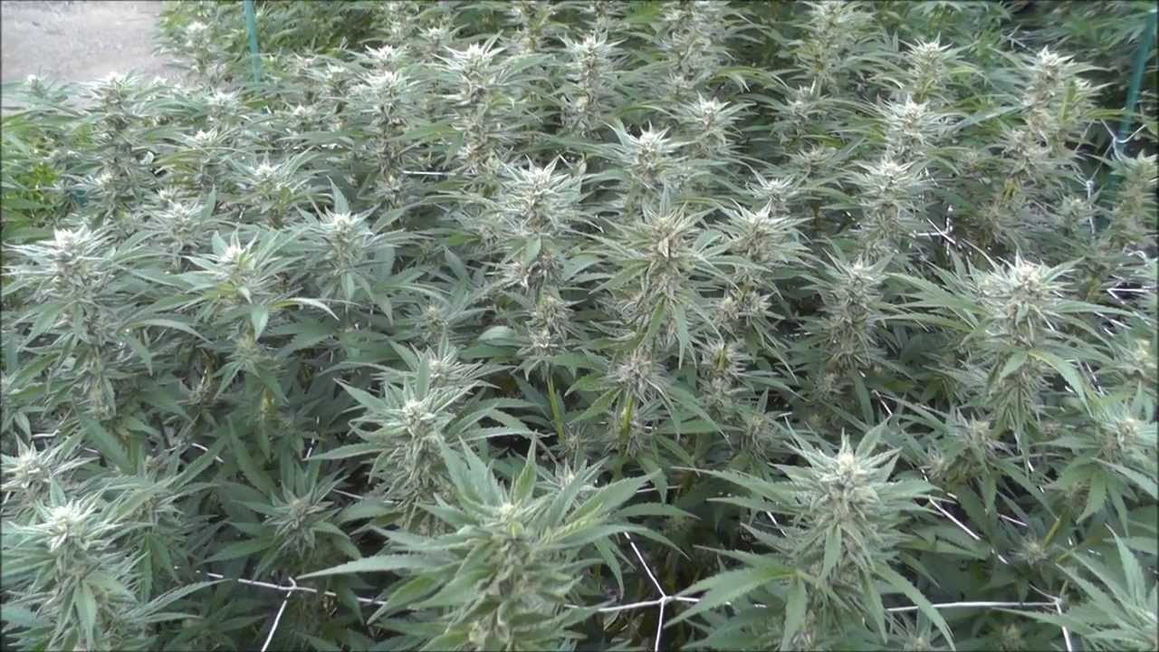 GoldenStateGrower's Outdoor Organic WhiteFireAlien #1