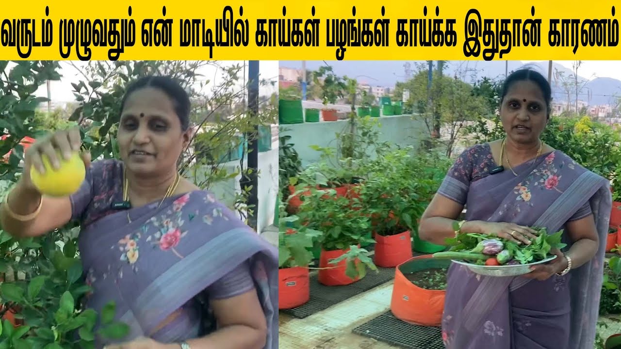 வருடம் முழுவதும் என் மாடியில் காய்கள் பழங்கள் காய்க்க இதுதான் காரணம் /pick vegetables easily