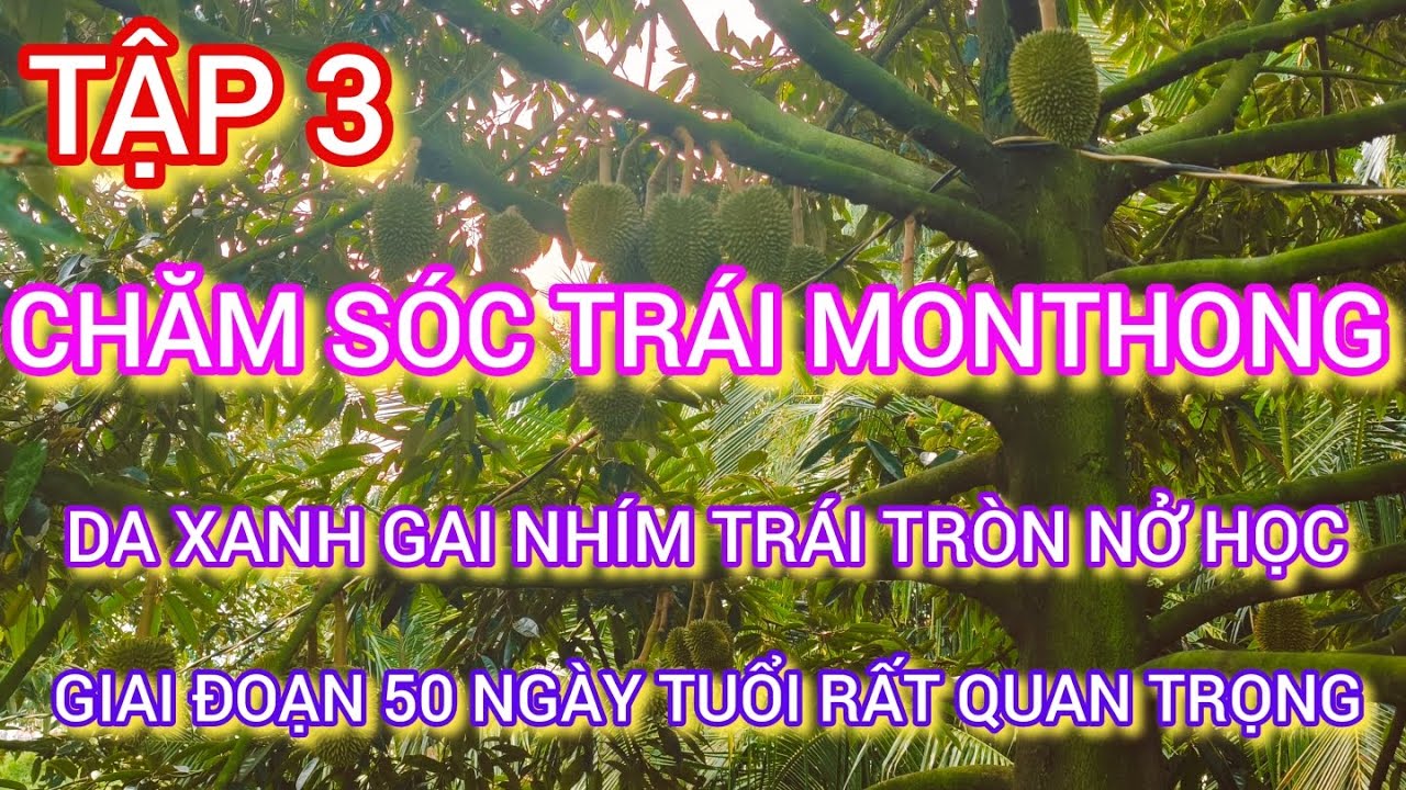 Kỹ thuật chăm sóc trái sầu riêng thái monthong mẫu trái đạt tiêu chuẩn xuất khẩu da xanh gai nhím