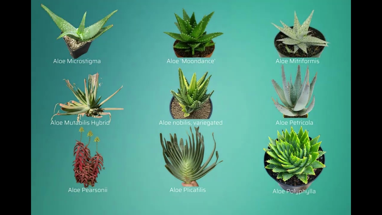 Succulent Types A-Z Part 1 ~ Names Start With 