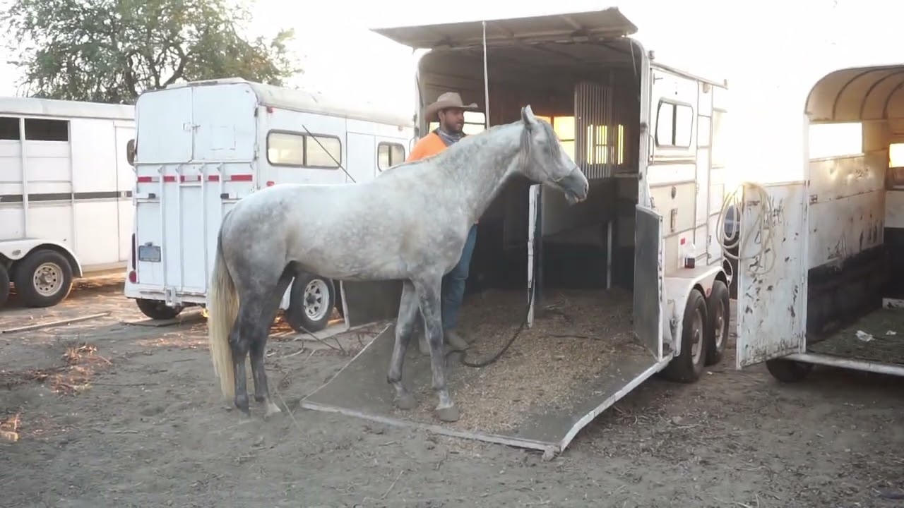 COMO SUBIR UN CABALLO A UNA TRAILA O REMOLQUE POR PRIMERA VEZ!!!