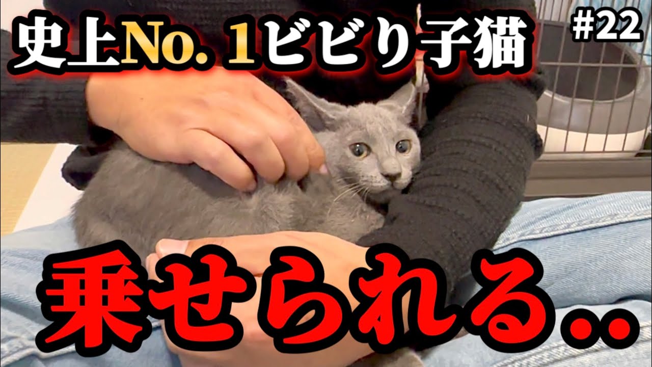 初めての膝の上で過ごす3分間