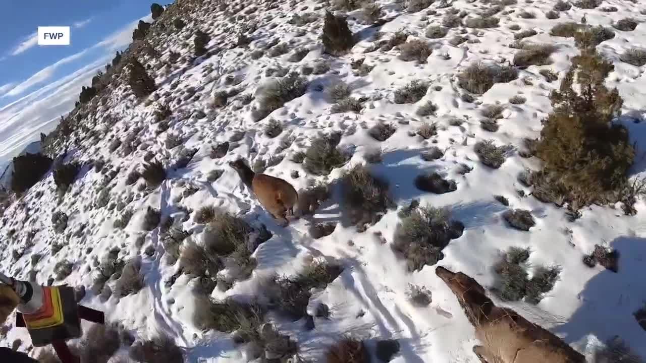 Montana wildlife officials conduct winter aerial surveys to study animal herds