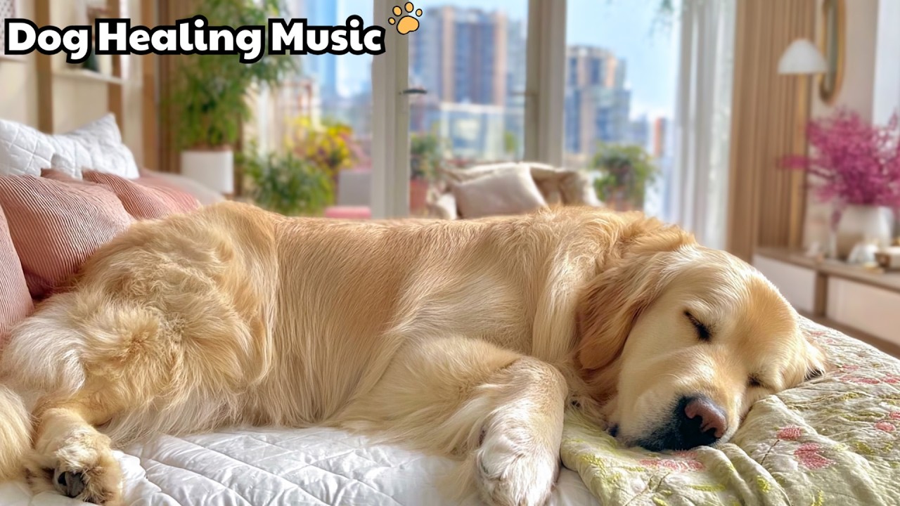 12 Hours Of Relaxing Dog Music 🎶 Dog Sleep Music 🐾 Calming Dog Music Encouraging Slow Relaxation