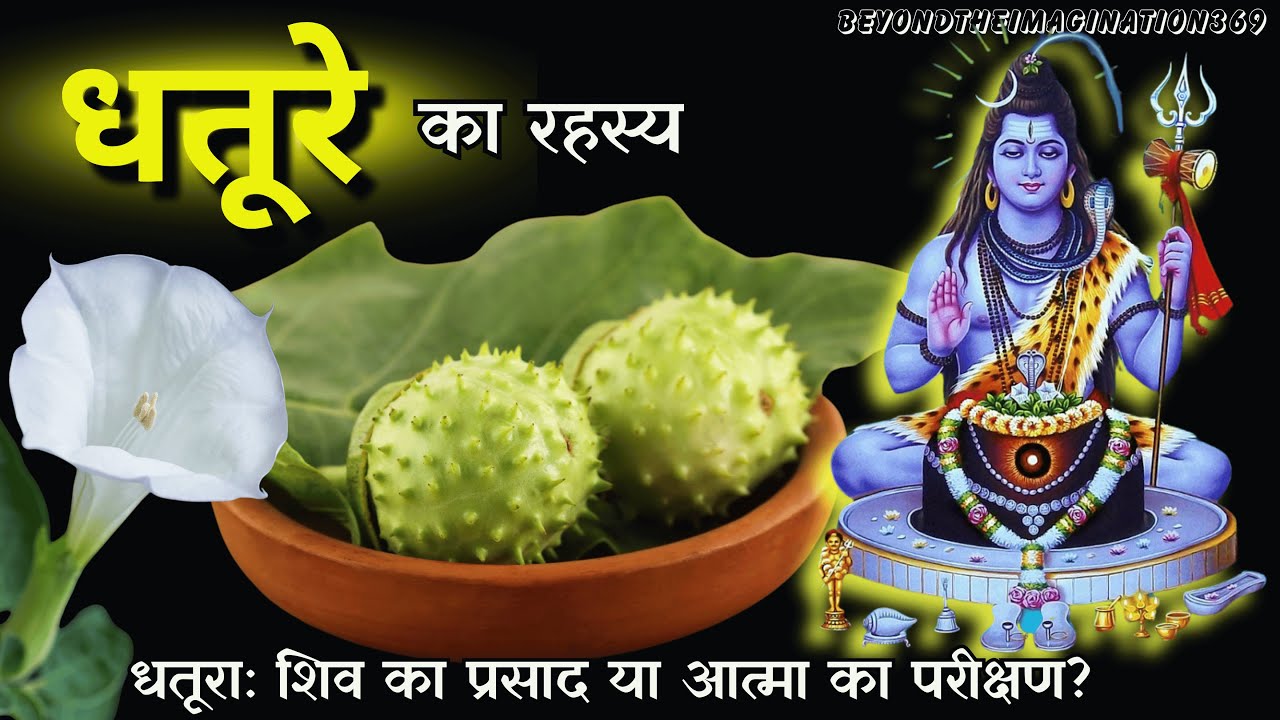 Datura: Poison or the Gateway to the Soul? | dhatura ka Rahasya | beyond the imagination