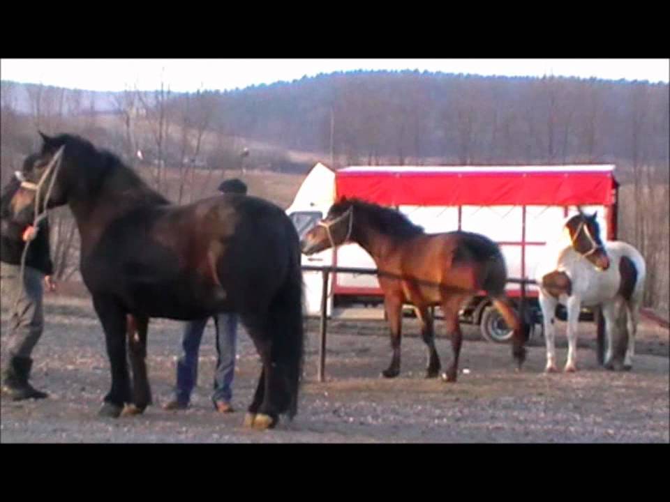 Bodzentyn - targ 12-03-12