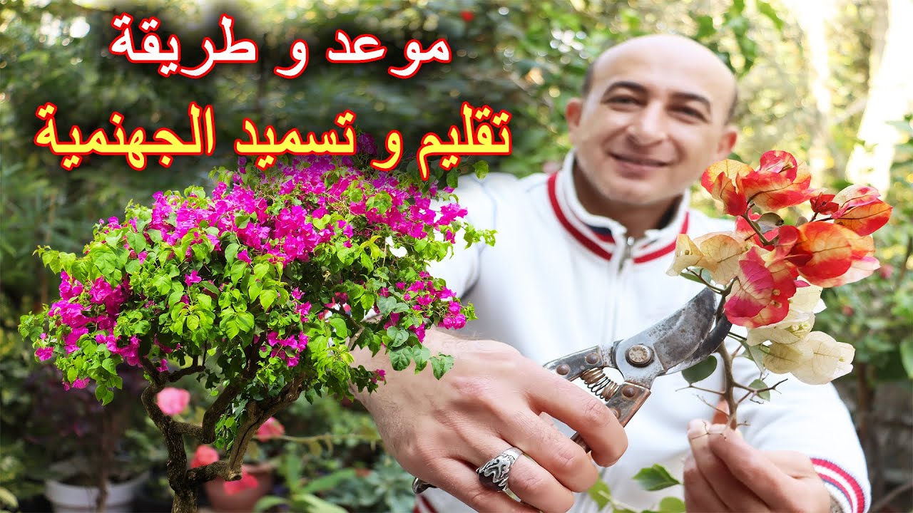 تقليم و تسميد نبتة الجهنمية