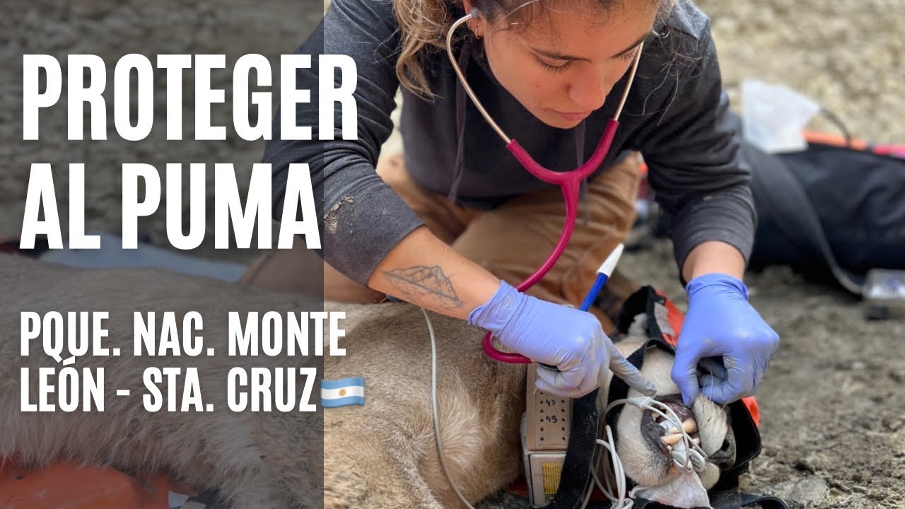 EL PUMA Y SU CONSERVACI&Oacute;N - PATAGONIA ARGENTINA