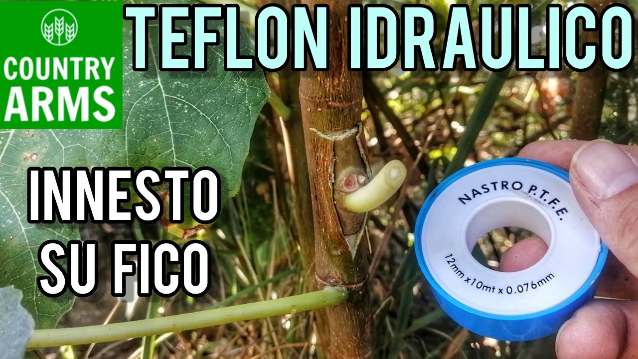 Innestare il fico: la tecnica per un successo garantito.