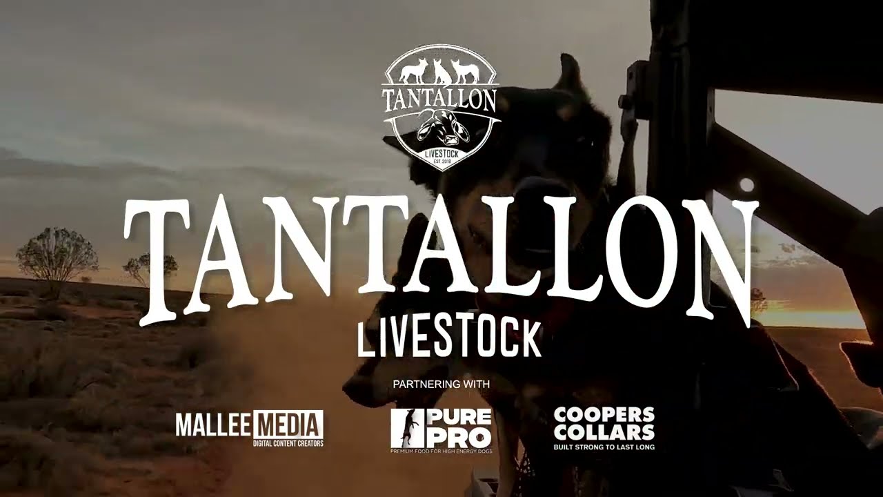 Mustering Goats with Tantallon Livestock