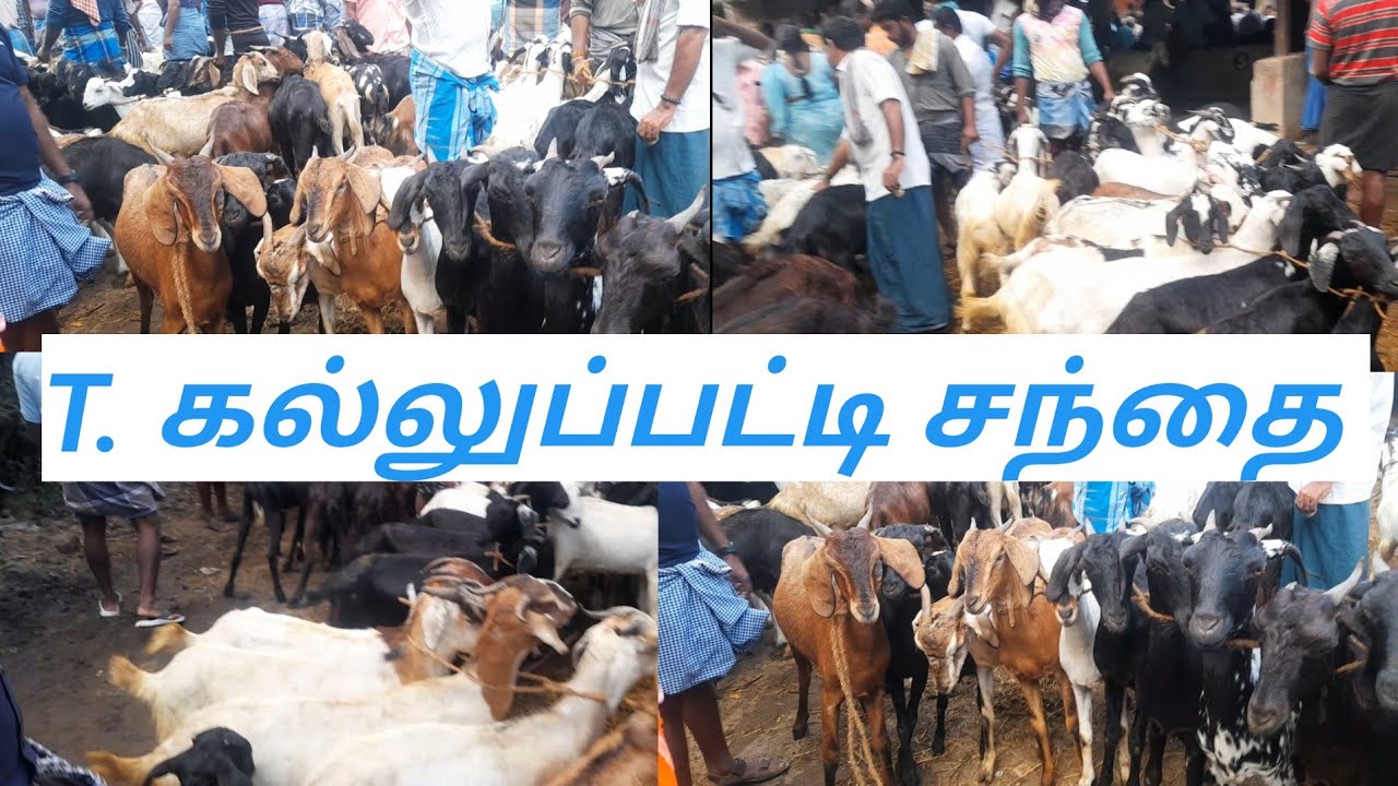 T. கல்லுப்பட்டி ஆட்டு சந்தை 17.06.2025