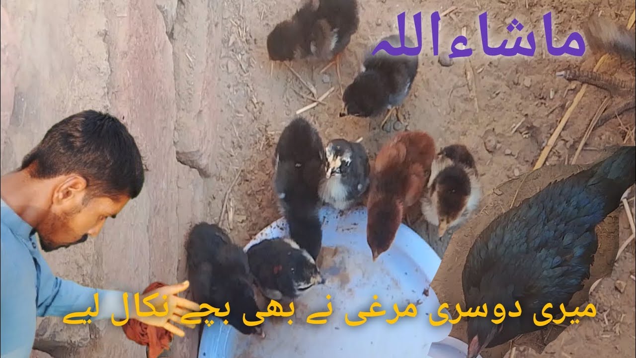♥️(ماشاءاللہ )♥️meree dosree murghee ny bhee bchy nikal liy 