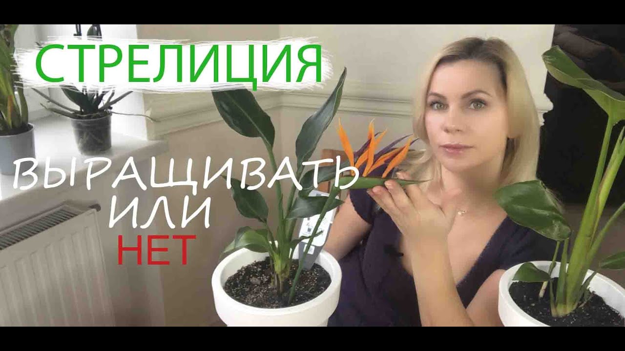 СТРЕЛИЦИЯ КОРОЛЕВСКАЯ | СТРЕЛИЦИЯ НИКОЛАЯ