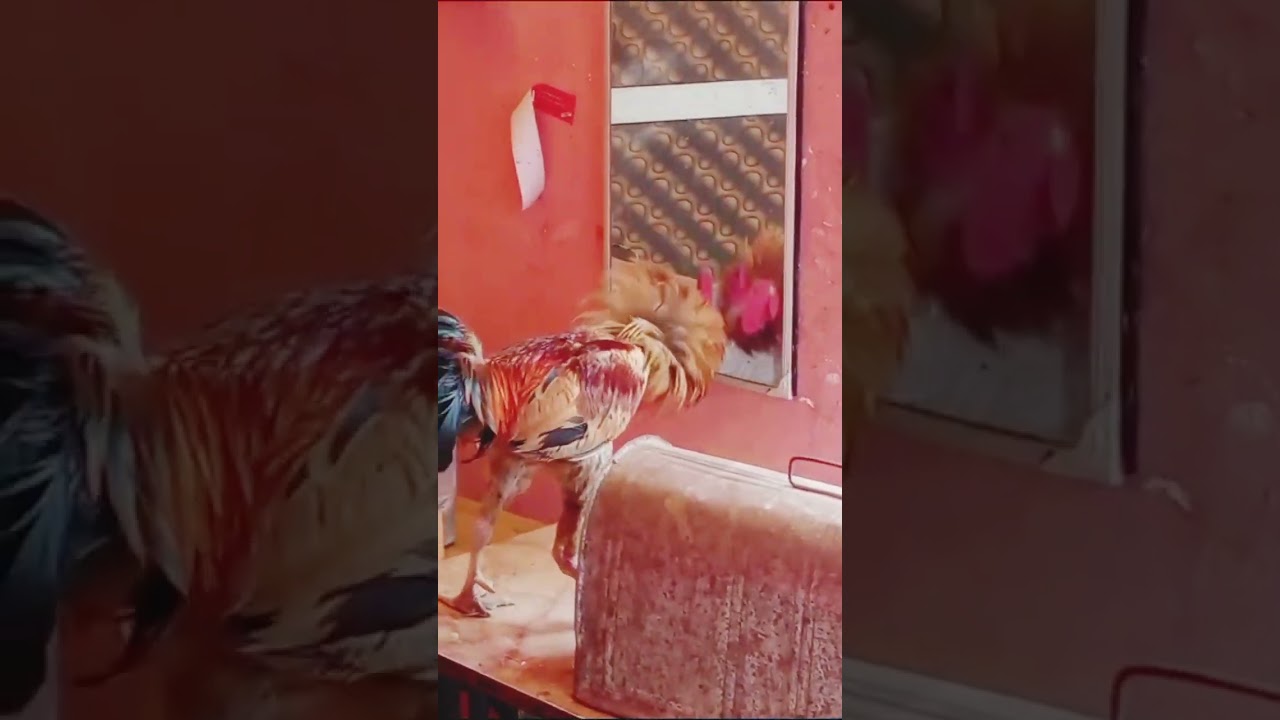 #cock fighting with mirror#cock fight
