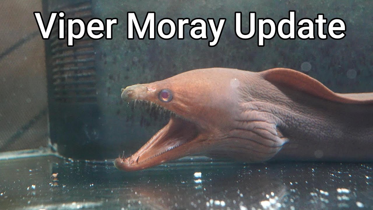 Viper Moray Eel Update #1