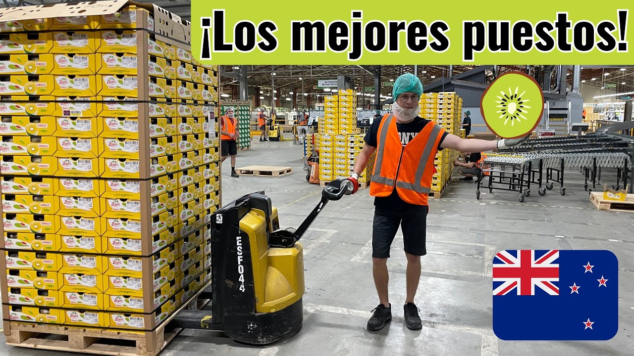 Cómo es TRABAJAR en una PACKHOUSE de KIWIS en  Nueva Zelanda -Working Holiday-SSE 🥝