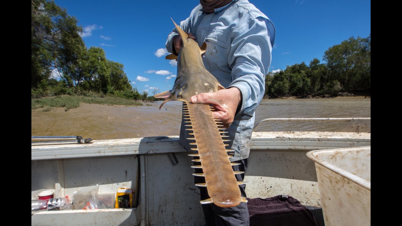 Sawfish survival