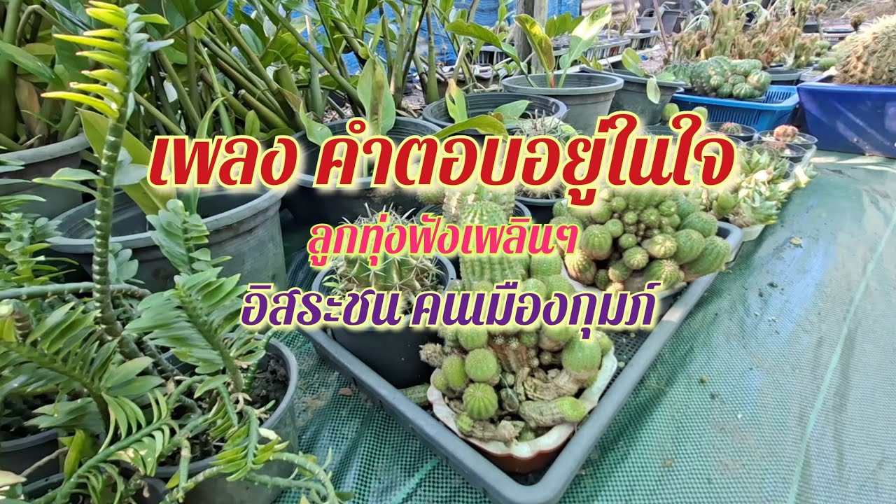 เพลง คำตอบอยู่ในใจ  อิสระชน คนเมืองกุมภ์