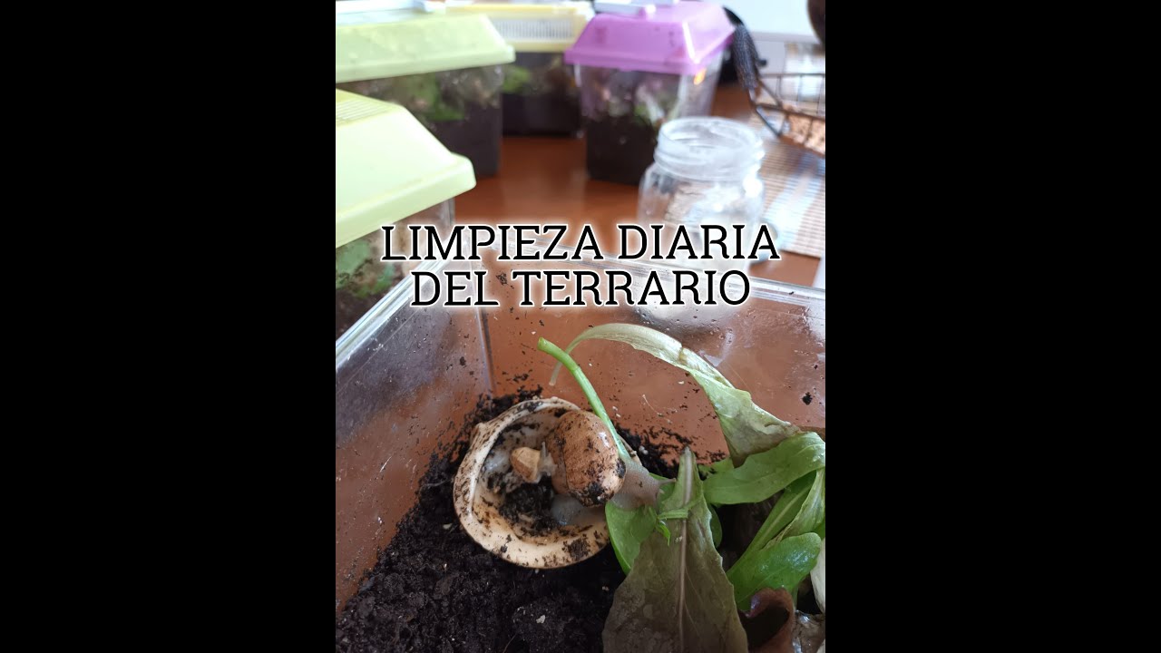 COMO EVITAR LOS PARASITOS EN EL TERRARIO DE LOS CARACOLES