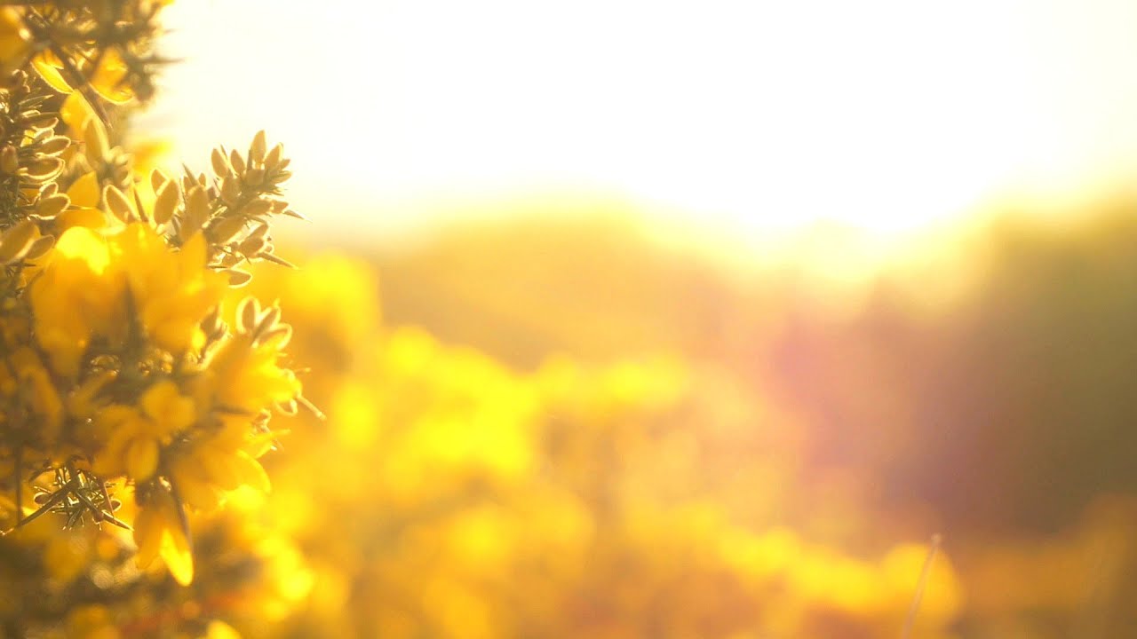 N&deg;073 - relaxdaily  /// Thank You! ///  (100k subscribers) Thank You Video