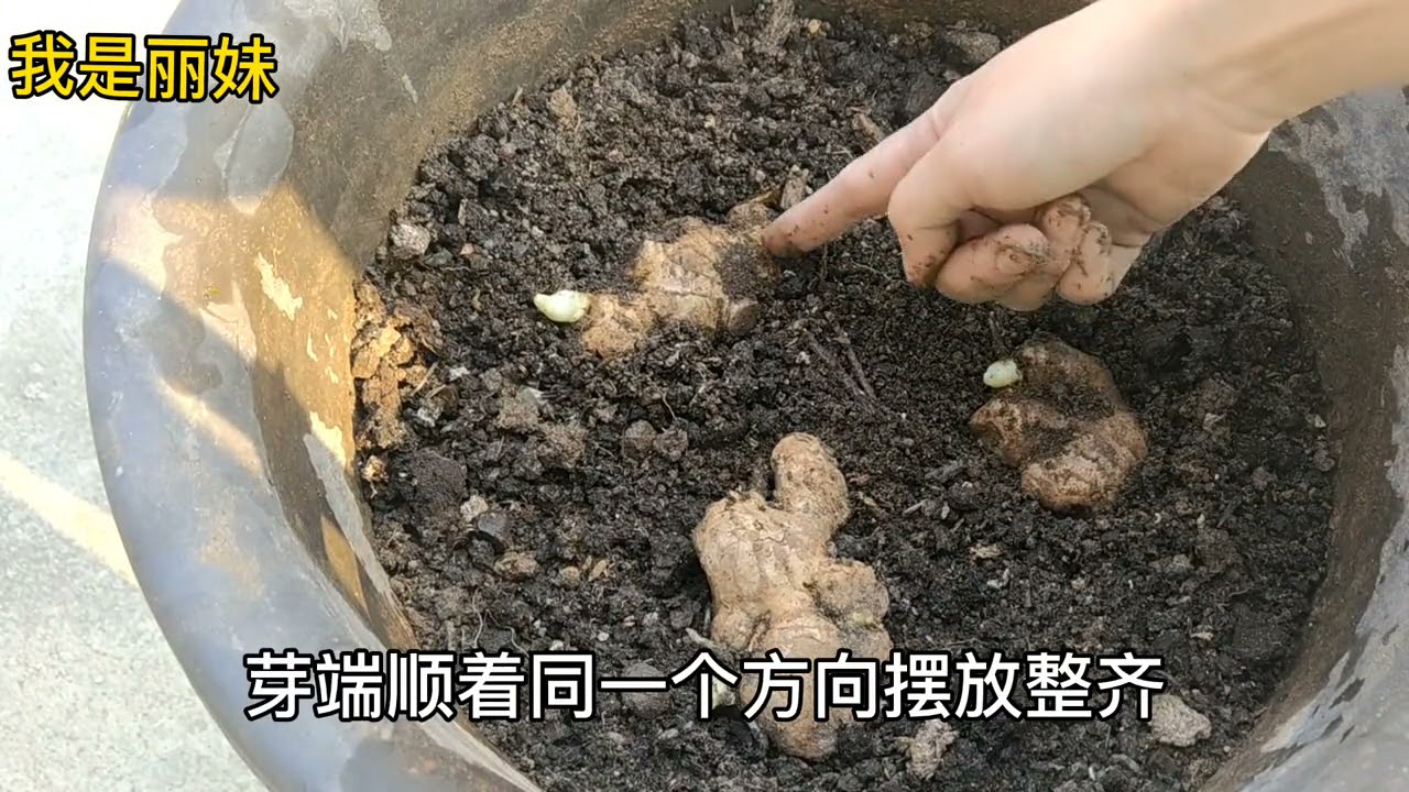 阳台盆栽种生姜，种一棵结一盆，全程只需2个小窍门，快收藏