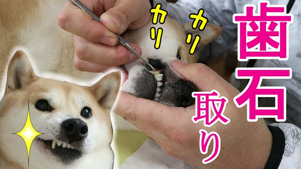 柴犬小春　素人飼い主が愛犬の歯石取りに挑戦してみた！Scaling Koharu's Teeth
