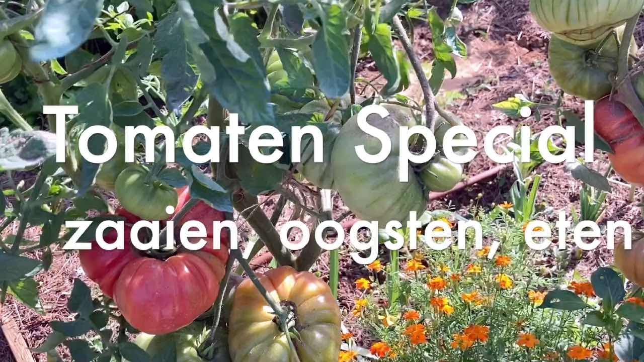 Ini's moestuin #71 - TOMATEN SPECIAL.  Zaaien, opkweken, verzorgen, oogsten, eten en inmaken.