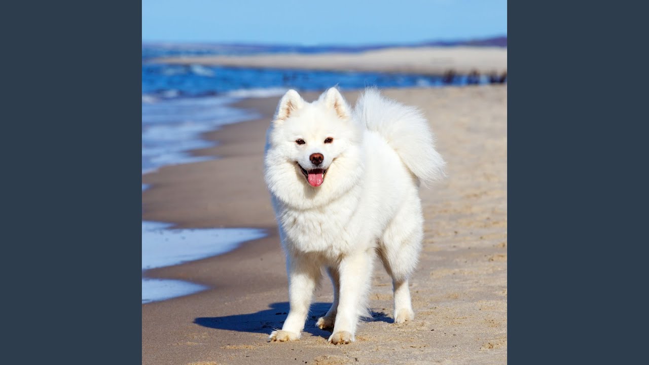 Waves' Rhythm for Paws' Play