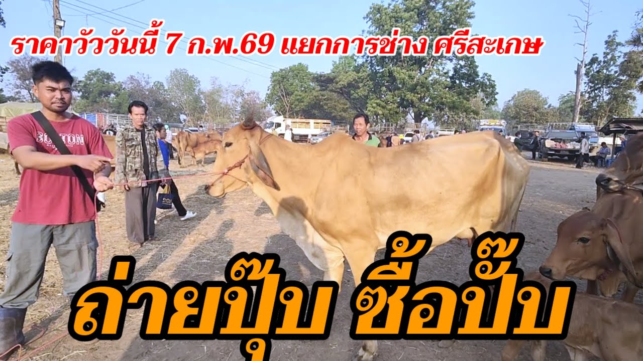 ถ่ายปุ๊บ ซื้อปั๊บ ราคาวัววันนี้ 7 ก.พ.69 แยกการช่าง กันทรลักษ์ ศรีสะเกษ วัวเลี้ยง วัวเนื้อ