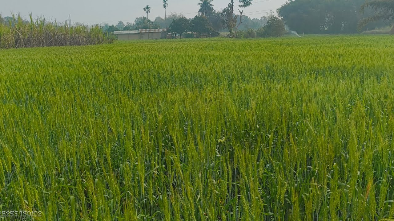 Guys a hai Hamara Gehu ka khet abhi 84 days ka hua hai 