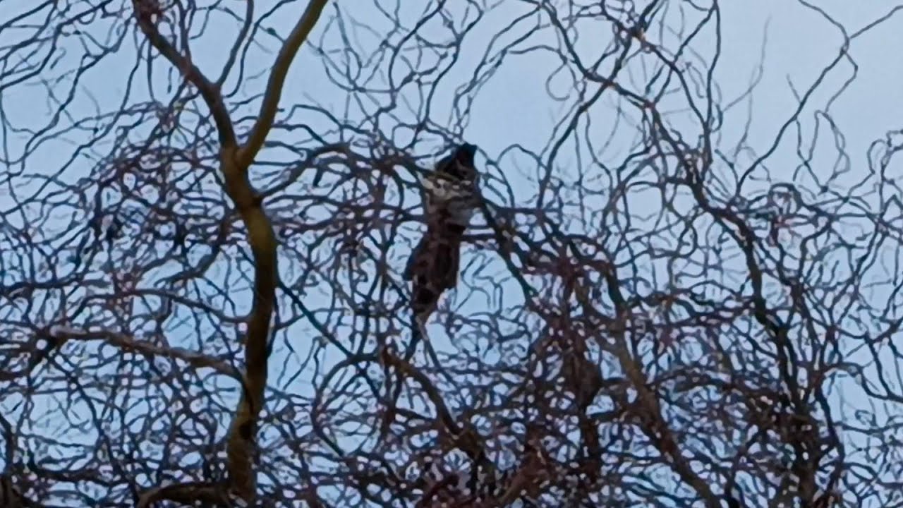 Kit's Crows 12-27-25