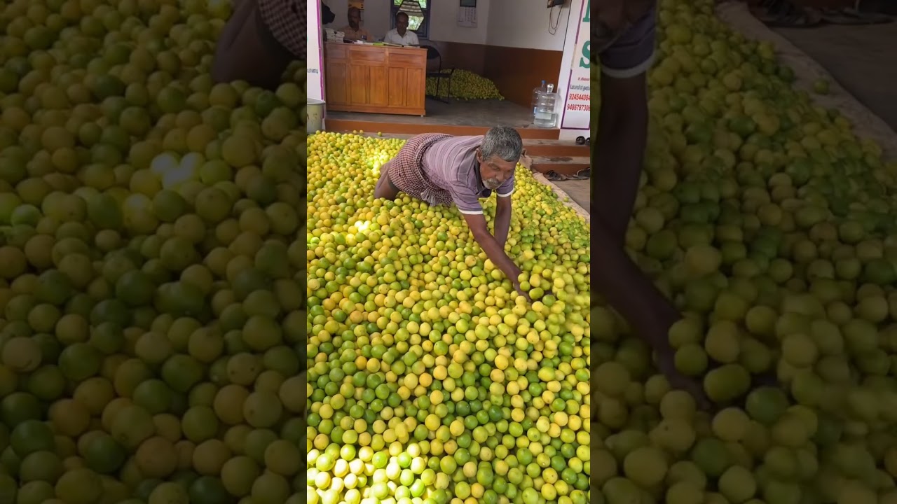 #agriculture lemon 🍋 market in Tamil Nadu