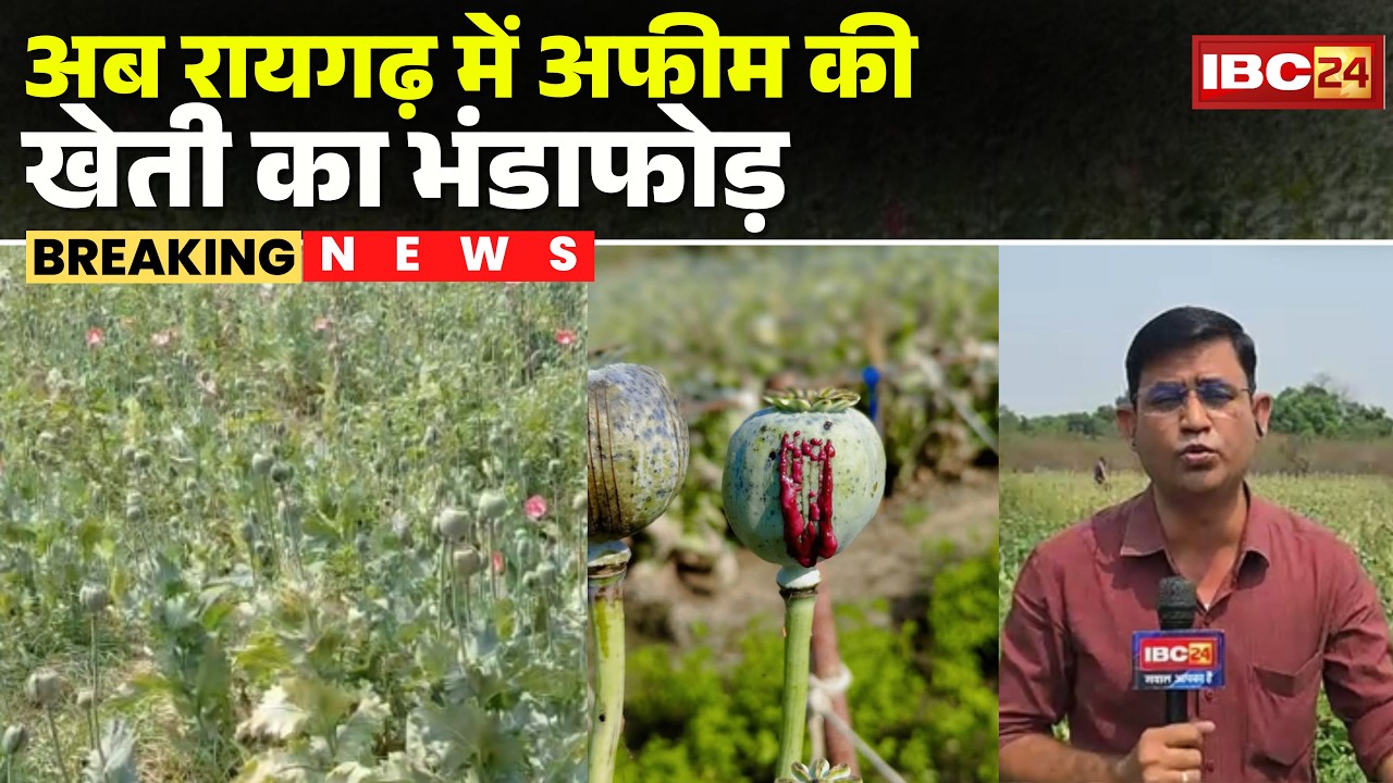 Raigarh Opium Farming : अब रायगढ़ में अफीम की खेती का भंडाफोड़ | Raigarh Afeem Kheti News