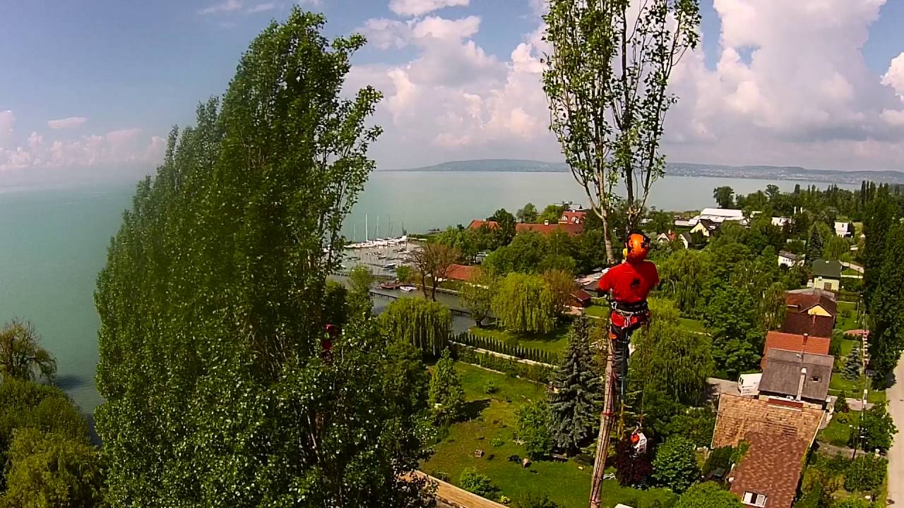 Fakiv&aacute;g&aacute;s, fa&aacute;pol&aacute;s alpintechnik&aacute;val - Gy&ouml;rffy Tree Expert