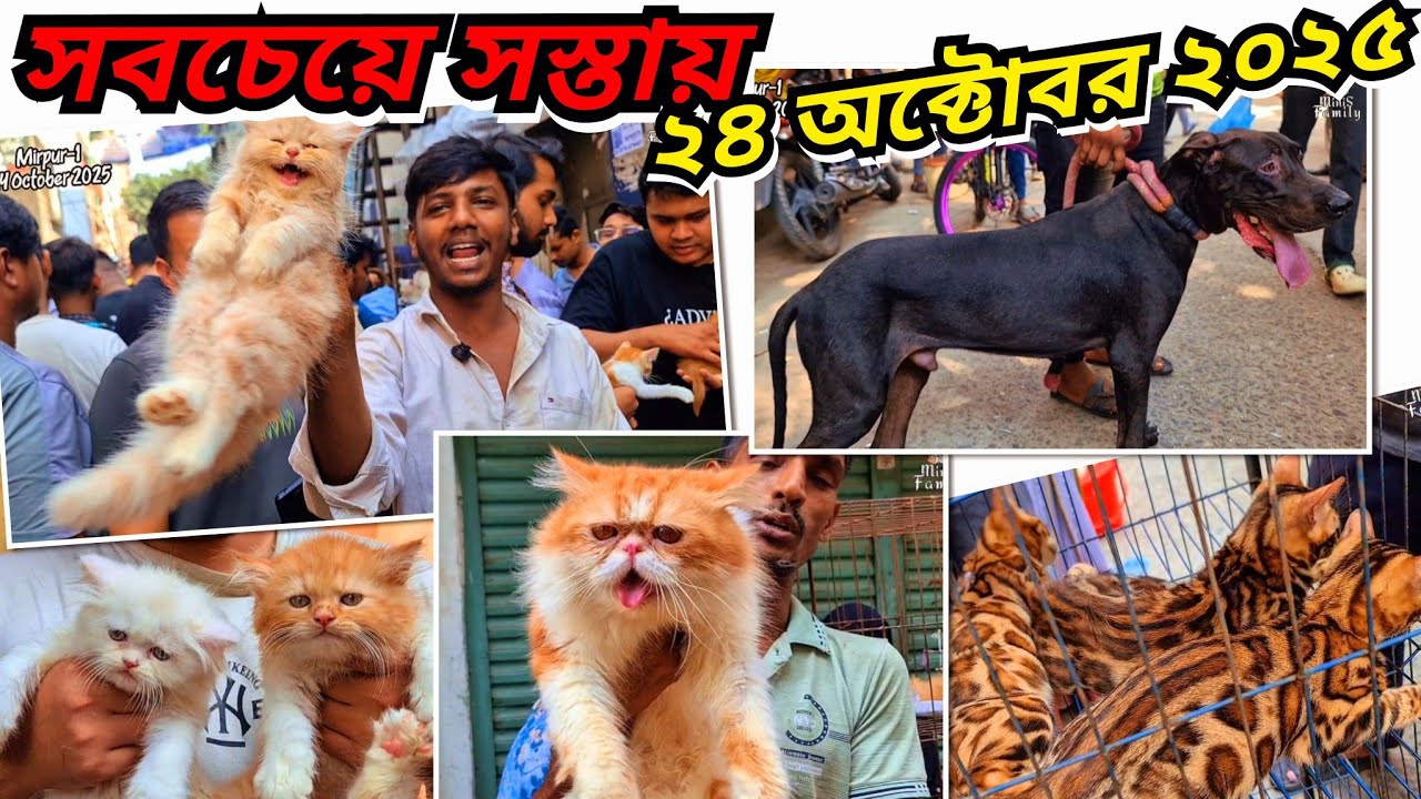 সবচেয়ে সস্তায় বিড়াল ও কুকুর মিরপুর ১ হাটে (24 October 2025) | Pets Market Mirpur-1 |