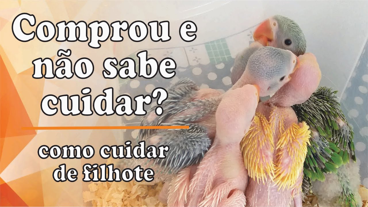 Como Cuidar do Seu Filhote Recém Adquirido e Como Escolher a Ave Antes de Levar para Casa