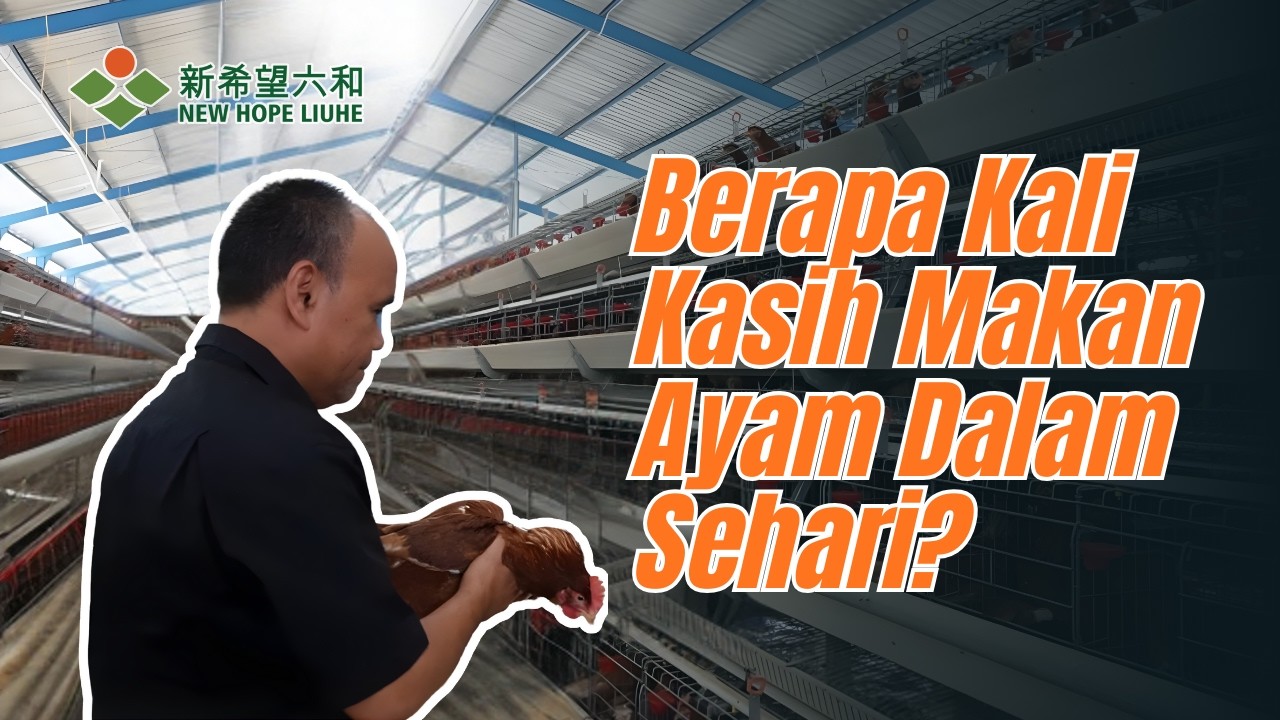 Berapa Kali Kasih Pakan Dalam Sehari?