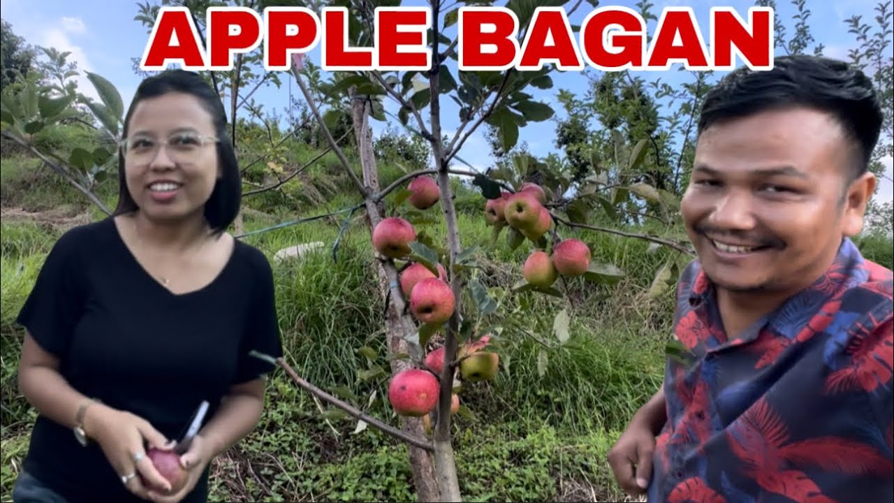Apple 🍎 🍏 Bagan Nainw Pwidwng Shergaon Arunachal Pradesh Yao. Namkha Homestay-8731-808009