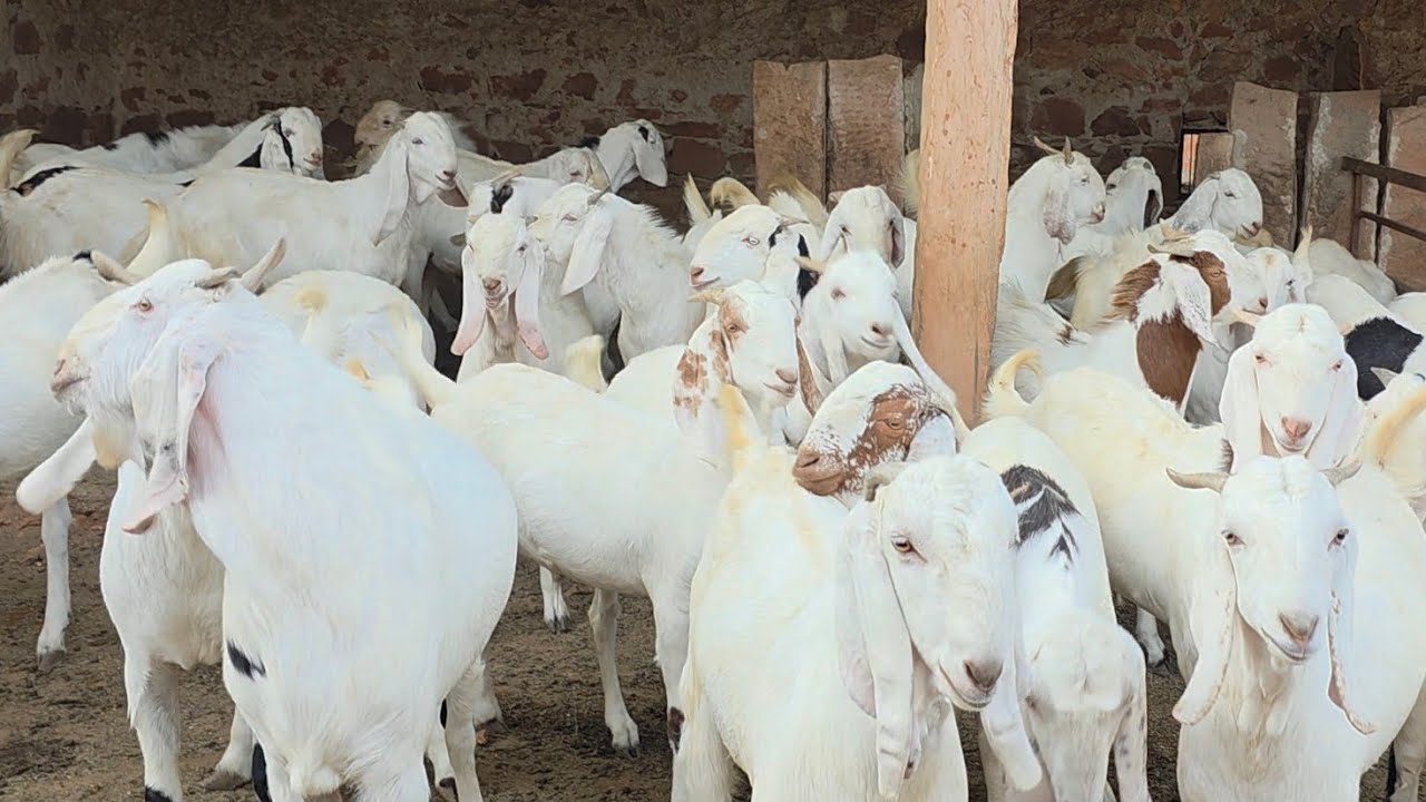 AG Goat Farm Kota Breeding Setup And Sojat Collection At Pipad Jodhpur Rajasthan. 